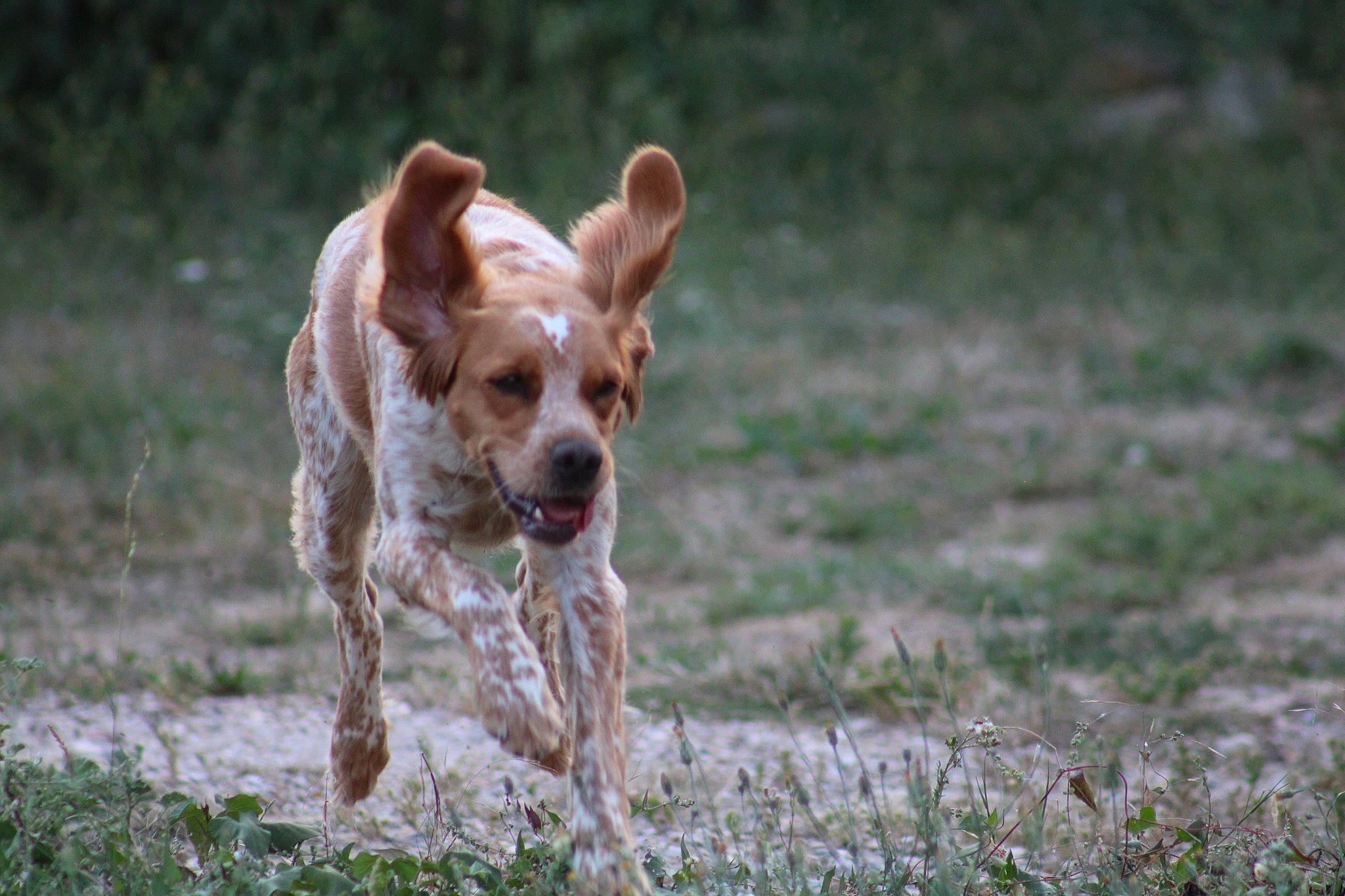 Ochie participe au concours pour gagner de l'argent avec cette photo : carnivore, companion_dog, dog, dog_breed, grass, hunting_dog, liver, non_sporting_group, plant, puppy, soil, tail, terrestrial_animal, terrier, whiskers, working_animal