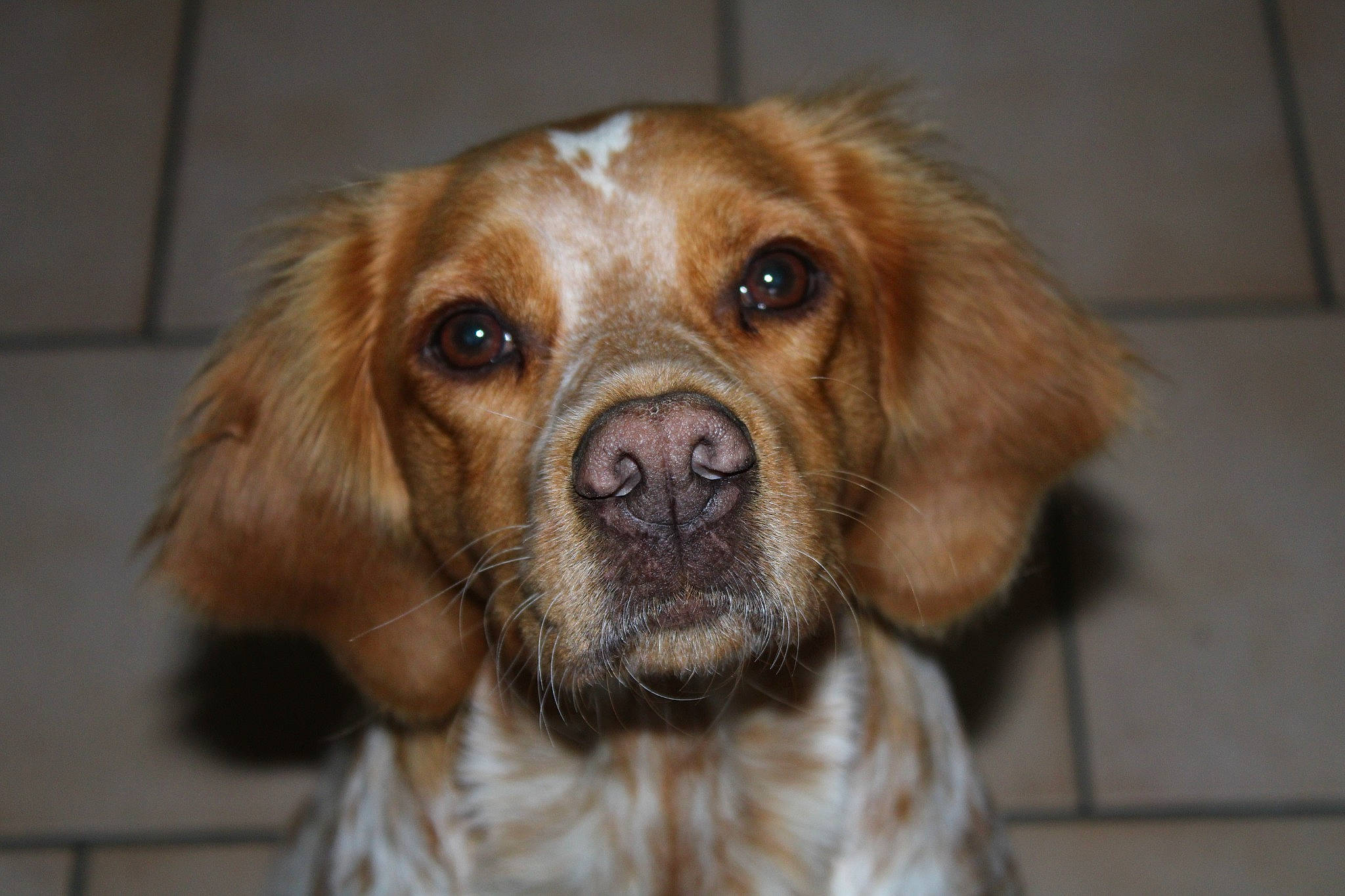 Ochie participe au concours pour gagner de l'argent avec cette photo : canidae, carnivore, companion_dog, dog, dog_breed, fawn, fur, gun_dog, hunting_dog, liver, puppy, retriever, sporting_group, terrestrial_animal, whiskers, wood