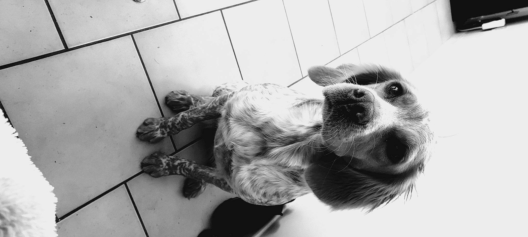 Ochie