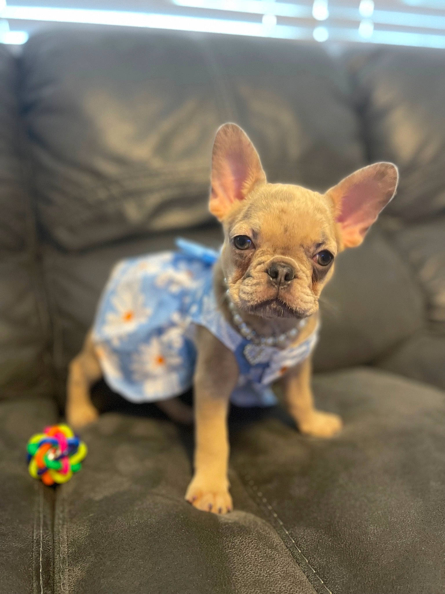 Georgia is registered to the contest to win money with this photo: carnivore, chihuahua, comfort, companion_dog, corgi_chihuahua, couch, dog, dog_breed, dog_clothes, dog_supply, fawn, fur, snout, sporting_group, tail, terrestrial_animal, toy, toy_dog, whiskers, working_animal