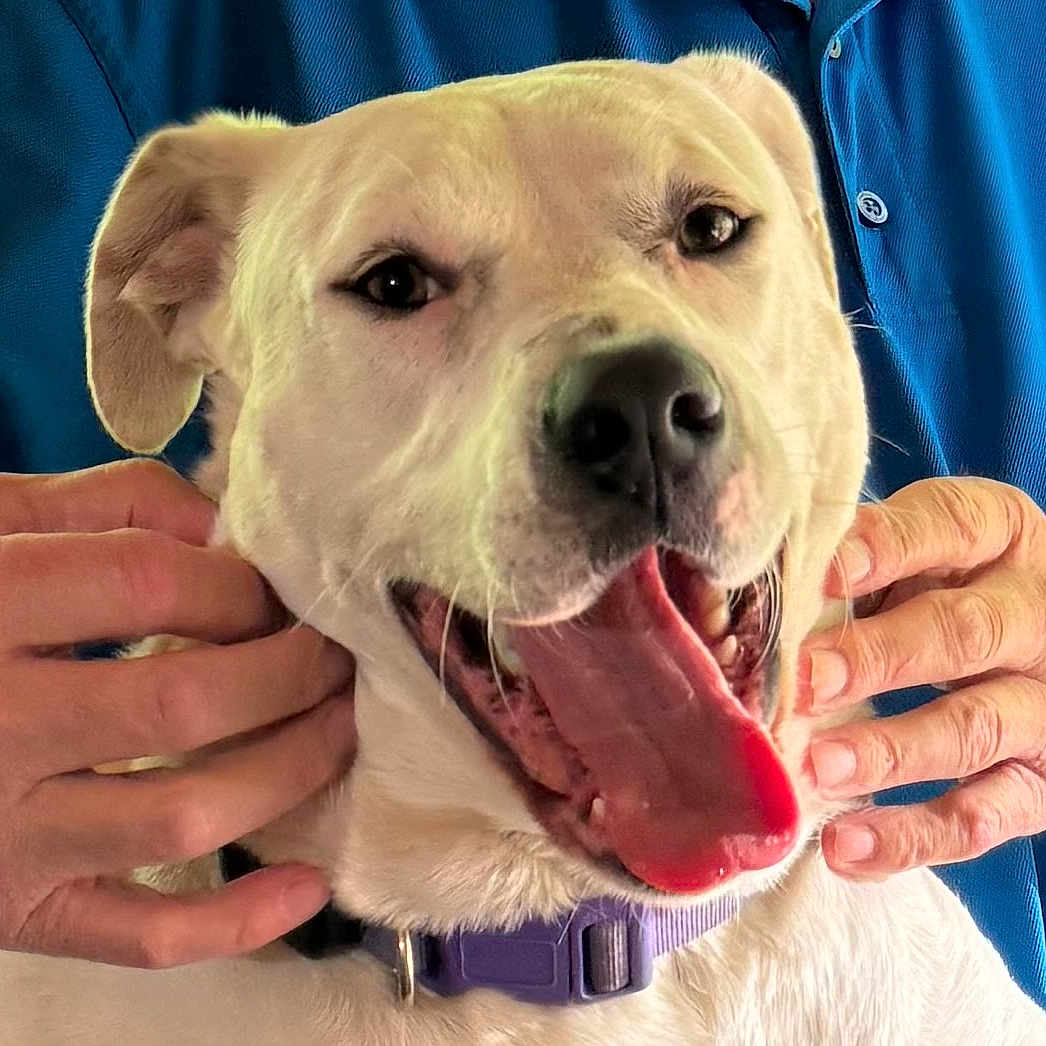 Millie joined the competition — help win amazing prizes! dog, pet, animal, tongue, mouth, collar, hands, human, blue_shirt, closeup, happy, smiling, fur, ears, nose, teeth, domestic_animal, playful, friendly, canine