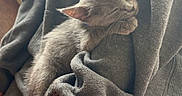 Willow is registered to the contest to win money with this photo: cat, kitten, gray_cat, sleeping, sleepy, cuddling, arms, person, sweater, clothing, indoor, window, sunlight, cozy, pet, animal, furry, relaxed, portrait, close_up
