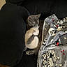 Willow joined the competition — help win amazing prizes! kittens, cats, sleeping, cuddling, gray_cat, cream_cat, kitten, pets, animals, cozy, couch, blanket, indoors, home, nap, furry, adorable, relaxed, portrait, soft_blanket