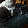 Willow joined the competition — help win amazing prizes! cats, three_cats, feline, pets, sleeping, grooming, resting, black_cat, white_cat, gray_cat, animal, whiskers, ears, green_eyes, fur, cozy, chair, cushion, indoor, home