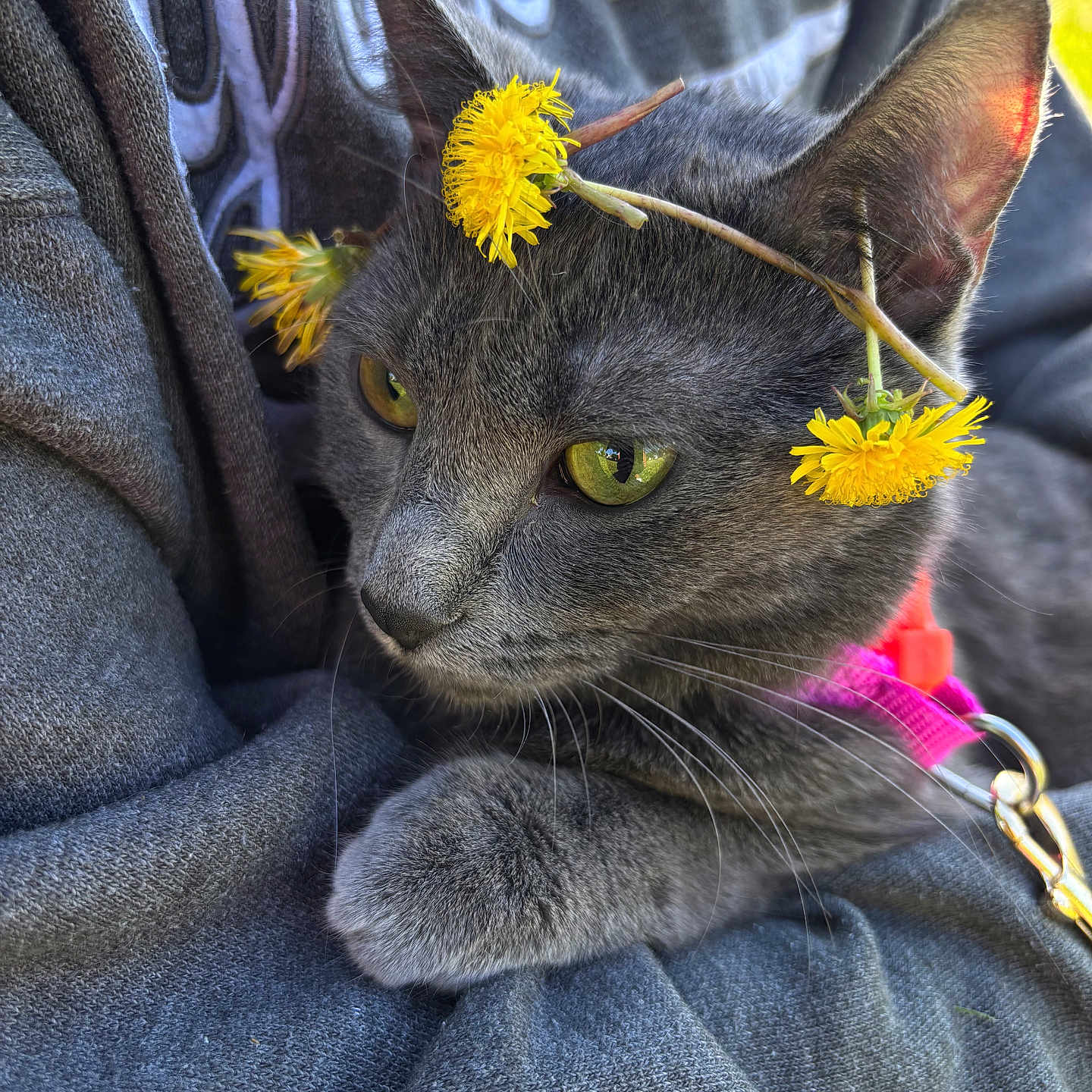 Willow