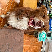 Fudge joined the competition — help win amazing prizes! bear, brown_bear, canidae, carnivore, companion_dog, dog_breed, fawn, felidae, fur, fur_clothing, hardwood, liver, natural_material, small_to_medium_sized_cats, terrestrial_animal, wood, working_animal