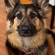 Lady joined the competition — help win amazing prizes! dog, german_shepherd, pet, indoor, collar, heart_tag, ears, fur, portrait, animal, brown, black, eyes, face, canine, looking, close_up, floor, furniture, domestic