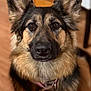dog, german_shepherd, pet, indoor, collar, heart_tag, ears, fur, portrait, animal, brown, black, eyes, face, canine, looking, close_up, floor, furniture, domestic