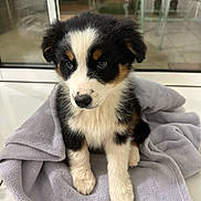 Izïa participe au concours pour gagner de l'argent avec cette photo : adorable, animal, black, blanket, brown, companion, cute, dog, domestic, floor, fur, indoor, pet, puppy, sitting, soft, tile, tricolor, white, young