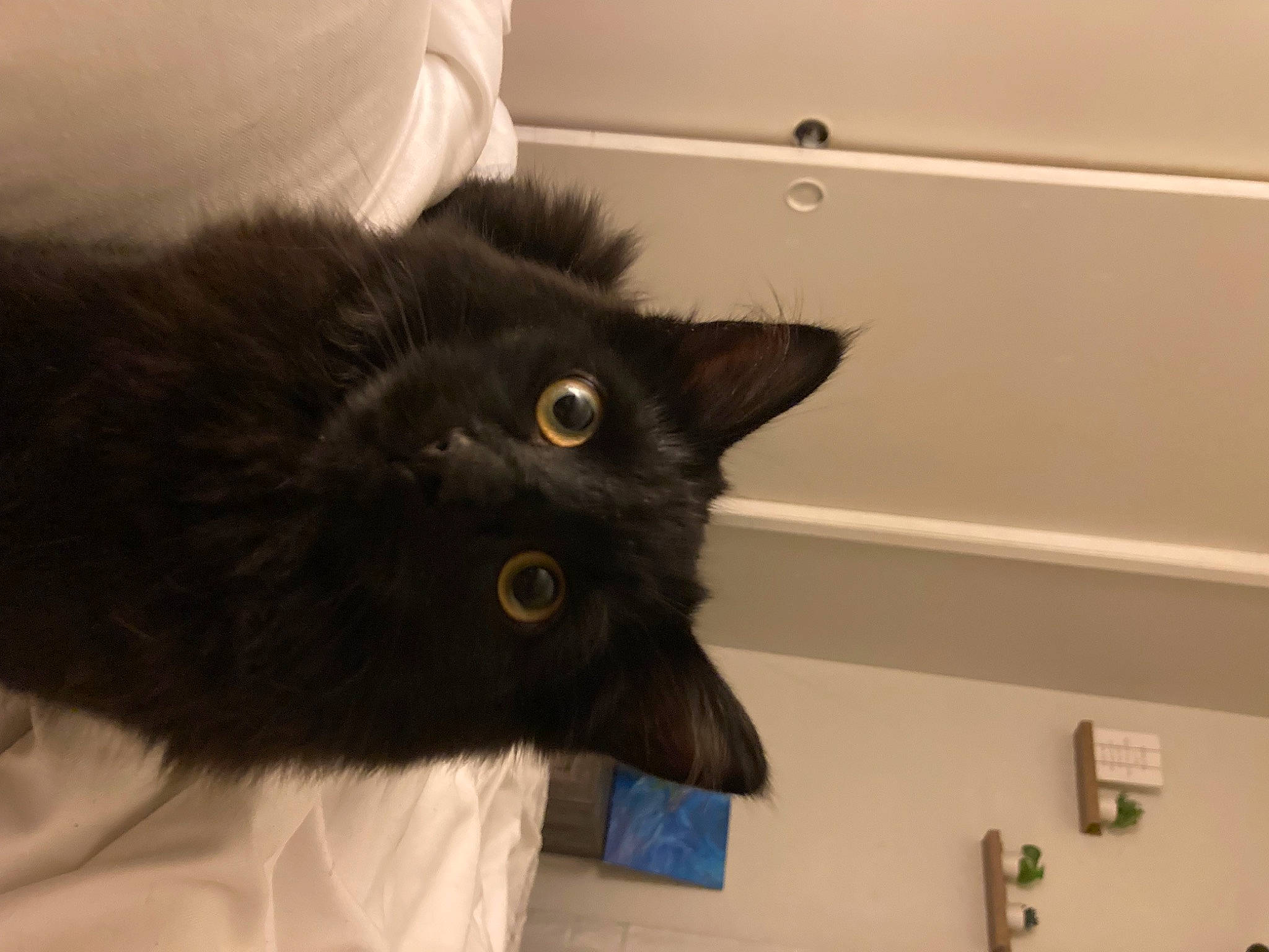 Kitty joined the competition — help win amazing prizes! black_cat, bombay, carnivore, cat, claw, comfort, domestic_short_haired_cat, felidae, fur, room, small_to_medium_sized_cats, snout, tail, whiskers