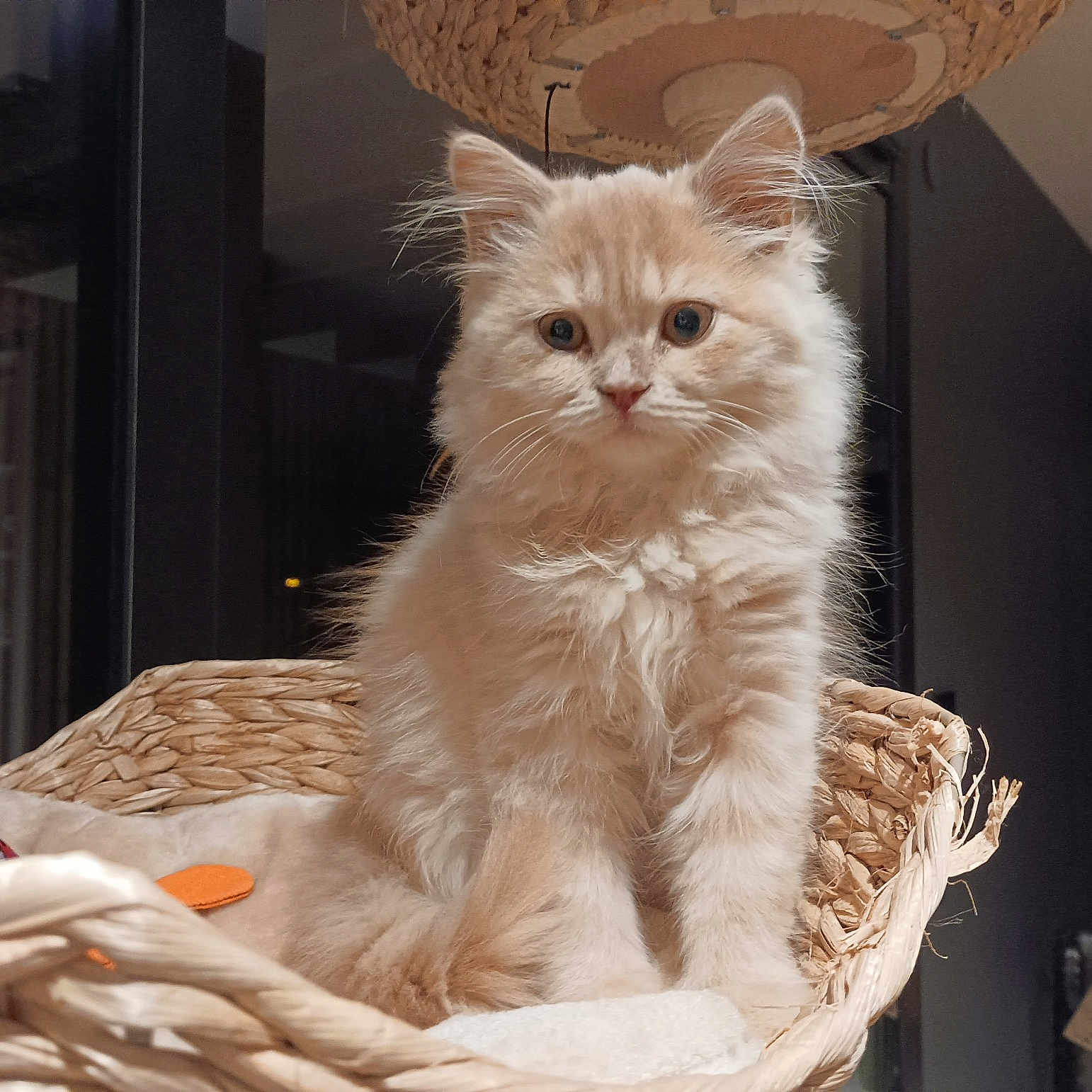 Coton