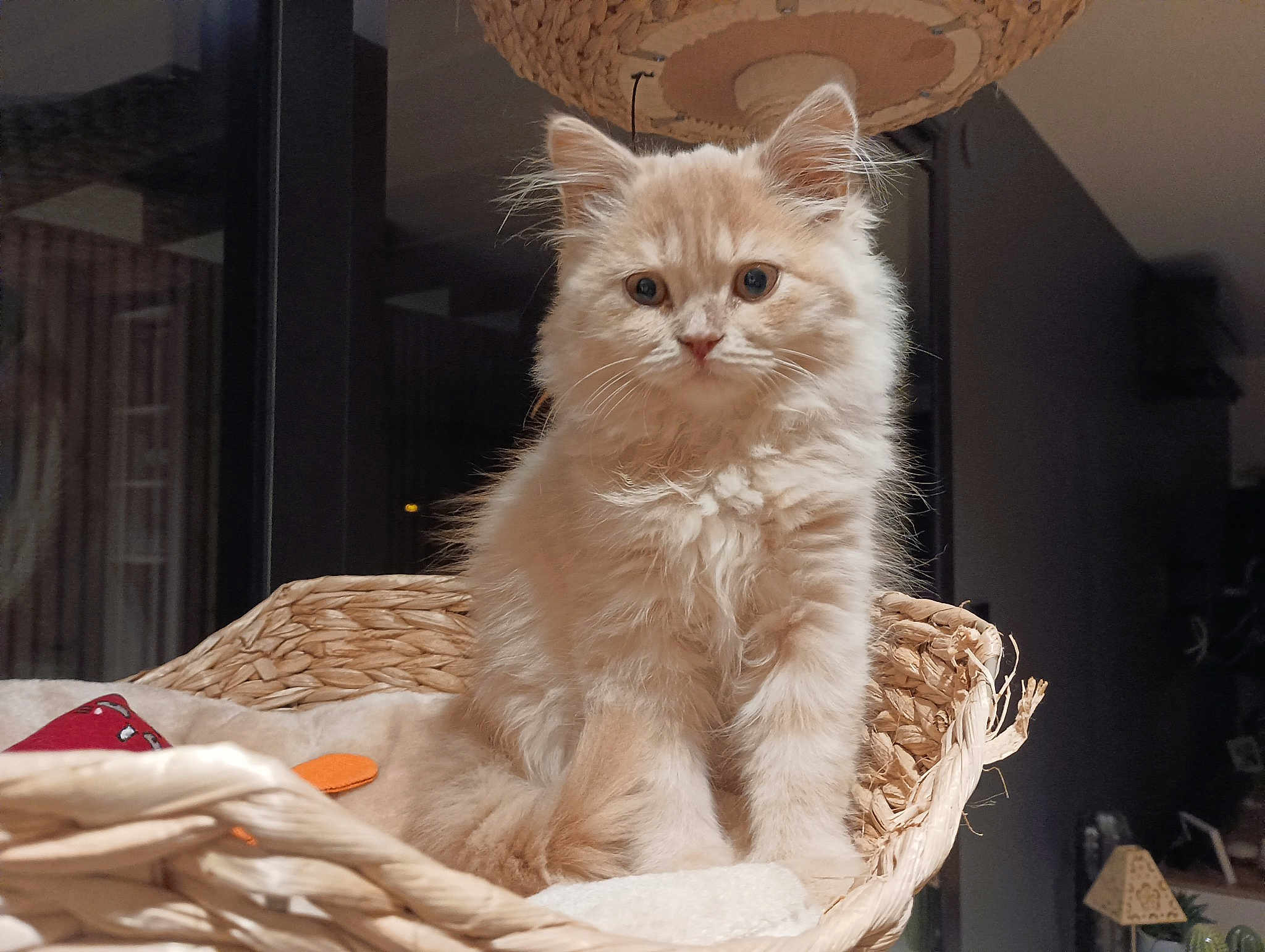 Coton