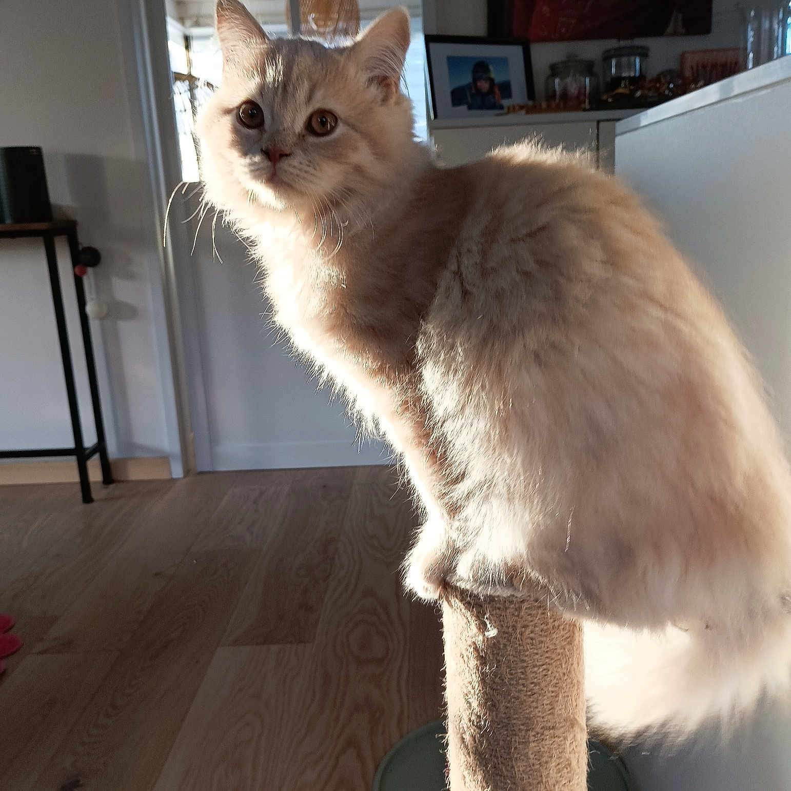 Coton