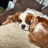 Tina a rejoint le concours — aidez-le/la à gagner de superbes lots ! dog, cavalier_king_charles_spaniel, pet, sleepy, resting, lying_down, brown_and_white, long_ears, fluffy, blanket, couch, pillow, indoor, cozy, portrait, close_up, relaxed, fur, home, nap