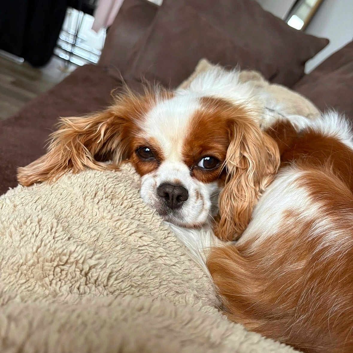 Tina a rejoint le concours — aidez-le/la à gagner de superbes lots ! dog, cavalier_king_charles_spaniel, pet, sleepy, resting, lying_down, brown_and_white, long_ears, fluffy, blanket, couch, pillow, indoor, cozy, portrait, close_up, relaxed, fur, home, nap