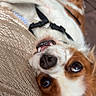 Tina participe au concours pour gagner de l'argent avec cette photo : dog, puppy, cavalier_king_charles_spaniel, brown_and_white, long_hair, floppy_ears, blue_eyes, open_mouth, smiling, teeth, upside_down, lying_down, couch, indoor, pet, harness, portrait, close_up, funny, adorable