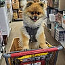 dog, pomeranian, shopping_cart, store, aisle, baskets, storage_containers, pet_clothing, happy, fluffy, small_dog, indoor, wooden_floor, retail, cute, animal, domestic_animal, pet, standing, smiling