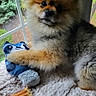 dog, pomeranian, toy, plush_toy, blanket, window, indoor, pet, fur, cute, animal, cozy, natural_light, greenery, relaxed, companion, soft_texture, small_dog, paw, looking