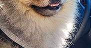 Rex joined the competition — help win amazing prizes! dog, pomeranian, fluffy, pet, animal, car_interior, water_bottle, sunlight, fur, portrait, cute, small_dog, happy, sitting, close_up, nose, eyes, mouth, seat, harness