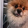 dog, pomeranian, fluffy, pet, indoor, closeup, fur, cute, animal, tongue, face, window, reflection, curious, small_dog, companion, domestic_animal, portrait, fuzzy, looking
