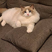 Milo is registered to the contest to win money with this photo: cat, fluffy, blue_eyes, white_fur, cream_fur, couch, brown_couch, indoor, pet, relaxed, feline, closeup, animal, domestic_cat, cute, sitting, portrait, cozy, soft, furniture