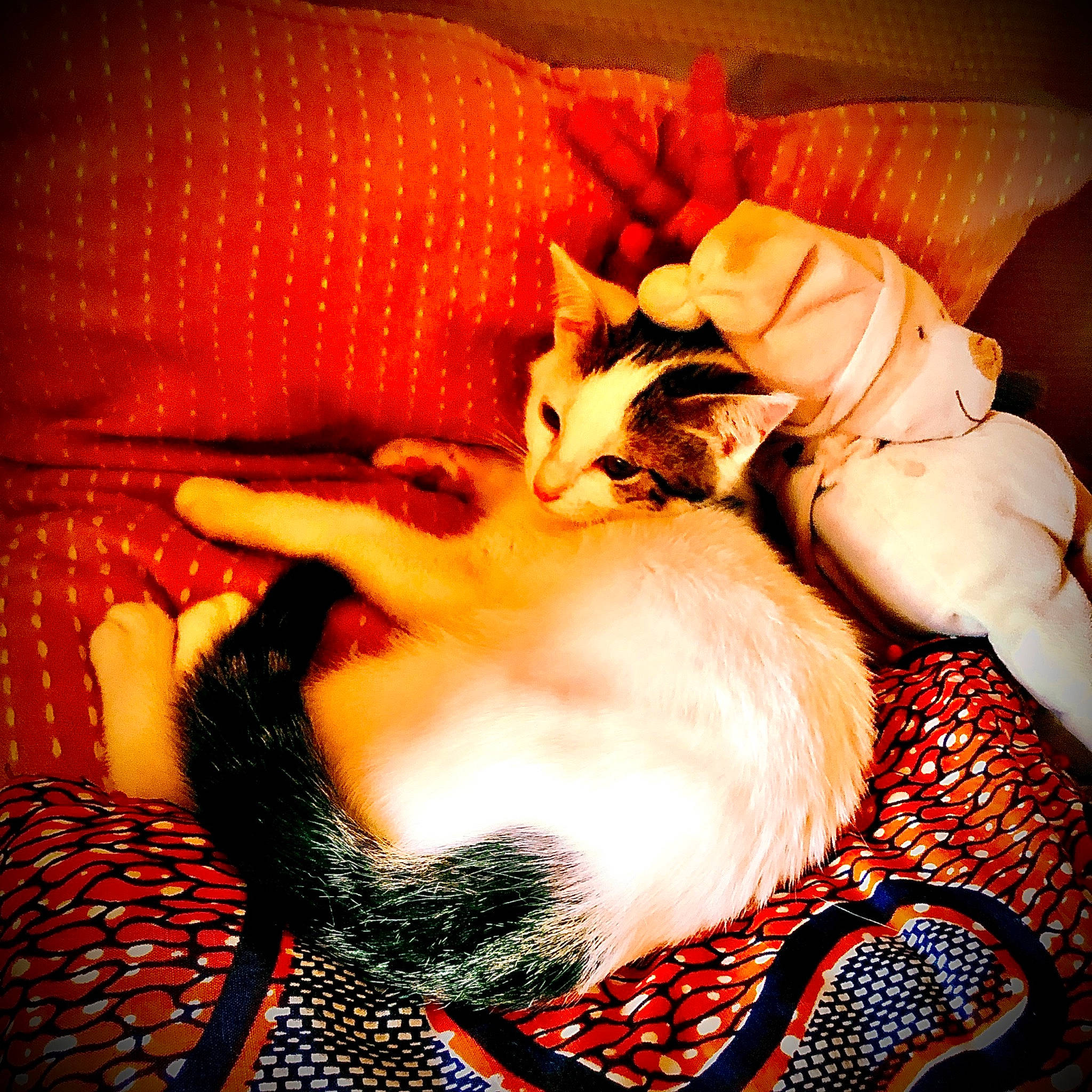 Moustache a rejoint le concours — aidez-le/la à gagner de superbes lots ! carnivore, cat, claw, comfort, companion_dog, couch, fawn, felidae, flesh, fur, gesture, human_leg, lap, orange, pattern, paw, small_to_medium_sized_cats, tail, thigh, whiskers