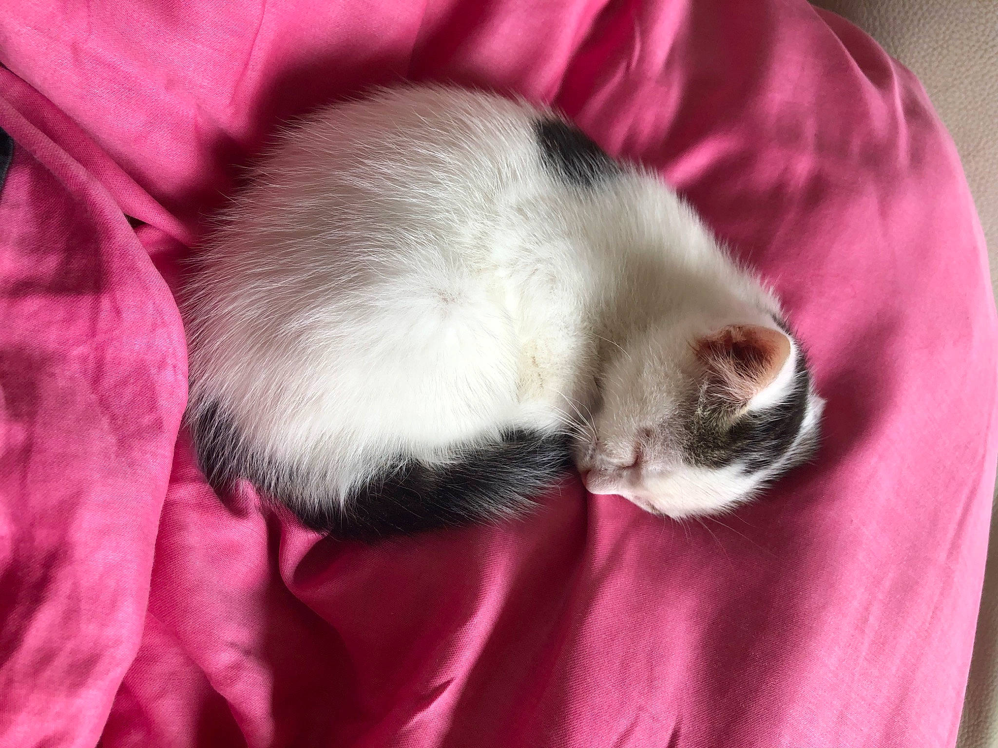 Moustache a rejoint le concours — aidez-le/la à gagner de superbes lots ! carnivore, cat, cat_supply, claw, comfort, dog_breed, fawn, felidae, foot, fur, magenta, mustelidae, nap, paw, pink, small_to_medium_sized_cats, snout, tail, terrestrial_animal, whiskers