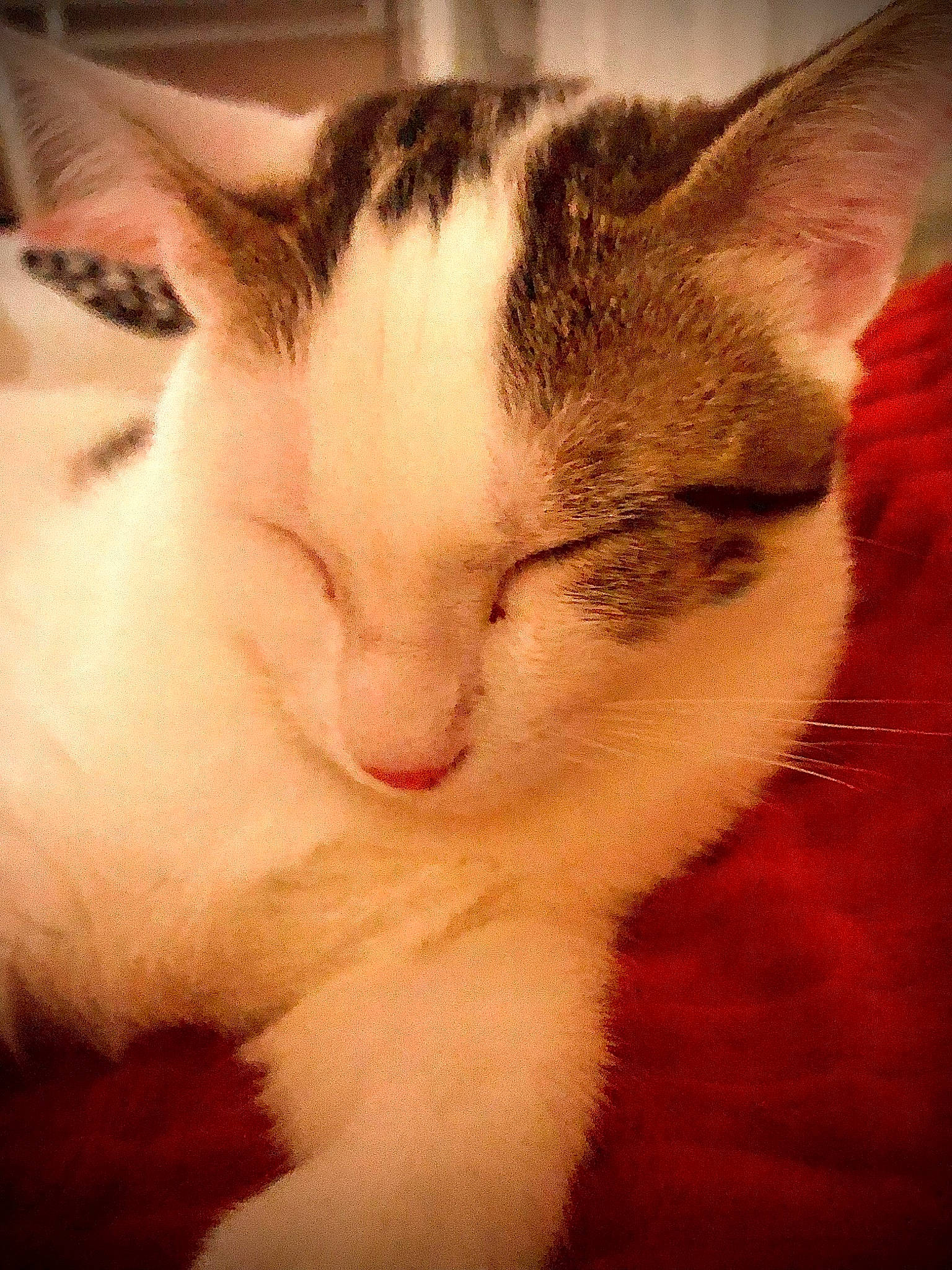 Moustache participe au concours pour gagner de l'argent avec cette photo : carnivore, cat, cloud, comfort, domestic_short_haired_cat, ear, eye, felidae, fur, head, human_body, iris, paw, sky, small_to_medium_sized_cats, snout, tail, tree, whiskers, window