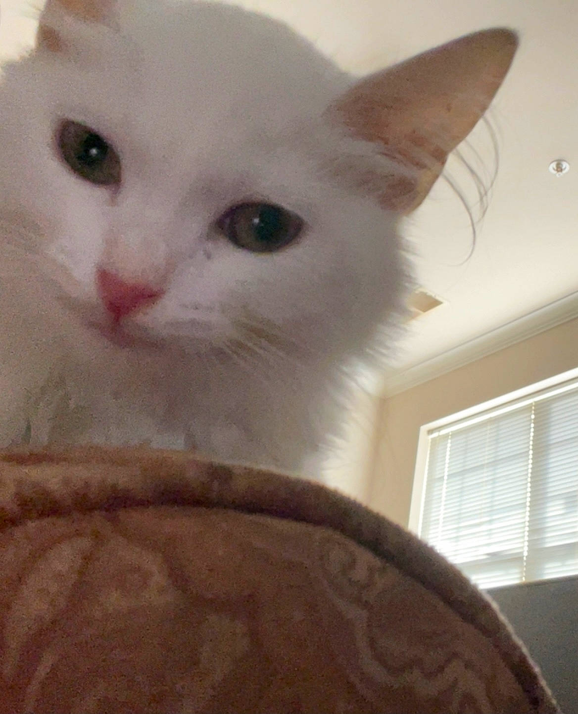 Fefe joined the competition — help win amazing prizes! carnivore, cat, comfort, domestic_short_haired_cat, ear, fawn, felidae, fur, small_to_medium_sized_cats, snout, whiskers, window, window_blind, wood