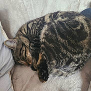 Althéa participe au concours pour gagner de l'argent avec cette photo : cat, tabby, sleeping, curled_up, pet, animal, feline, cozy, blanket, cushion, plush_toy, indoor, resting, fur, whiskers, paw, nap, cute, relaxed, soft