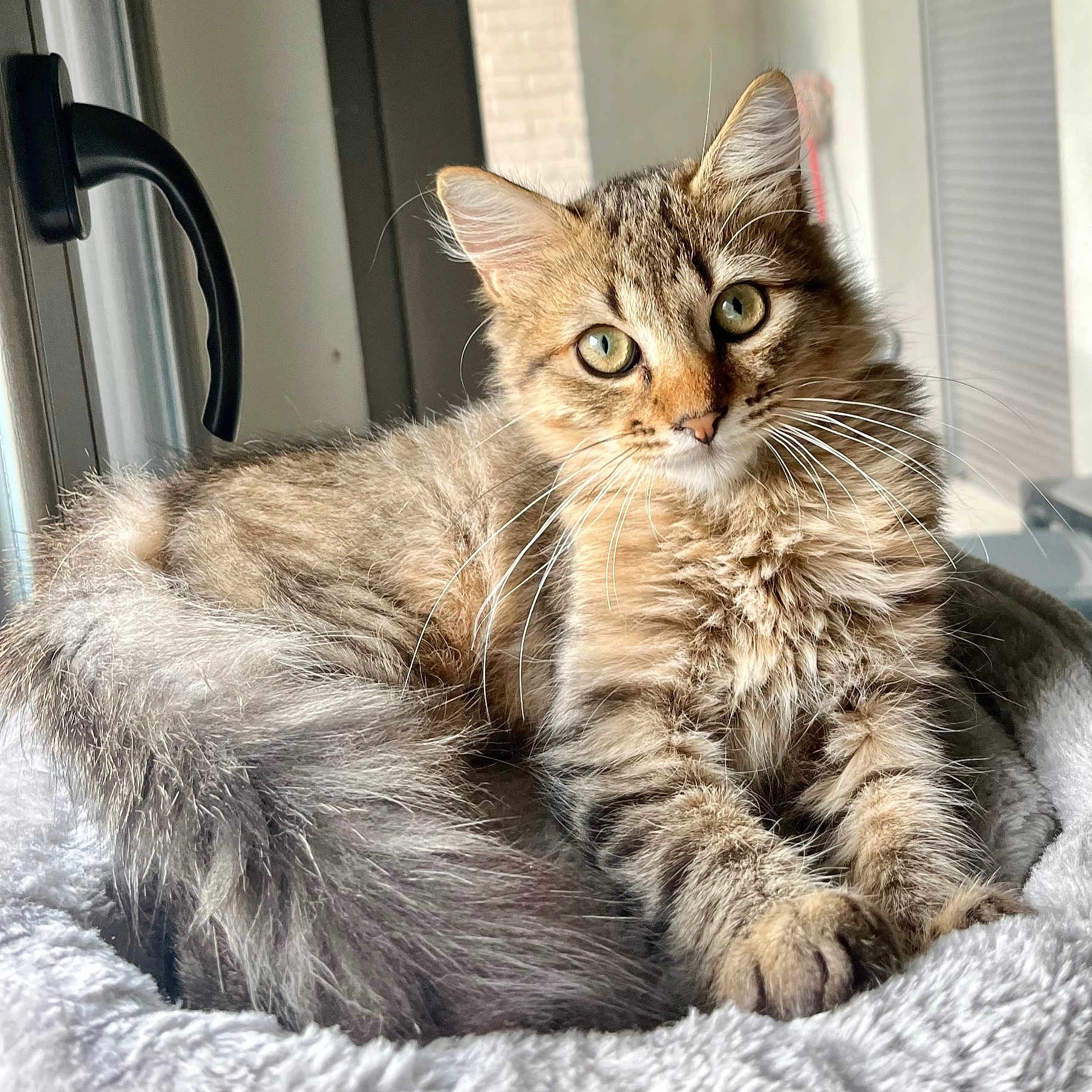 Willow participe au concours pour gagner de l'argent avec cette photo : abyssinian, angora, animal, blanket, cat, doctor, kitten, manx, person, pet