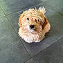 puppy, dog, fluffy, cream_colored, sitting, curious, pet, indoor, tile_floor, young_dog, cute, adorable, fur, animal, companion, looking_up, small_dog, domestic_animal, friendly, portrait