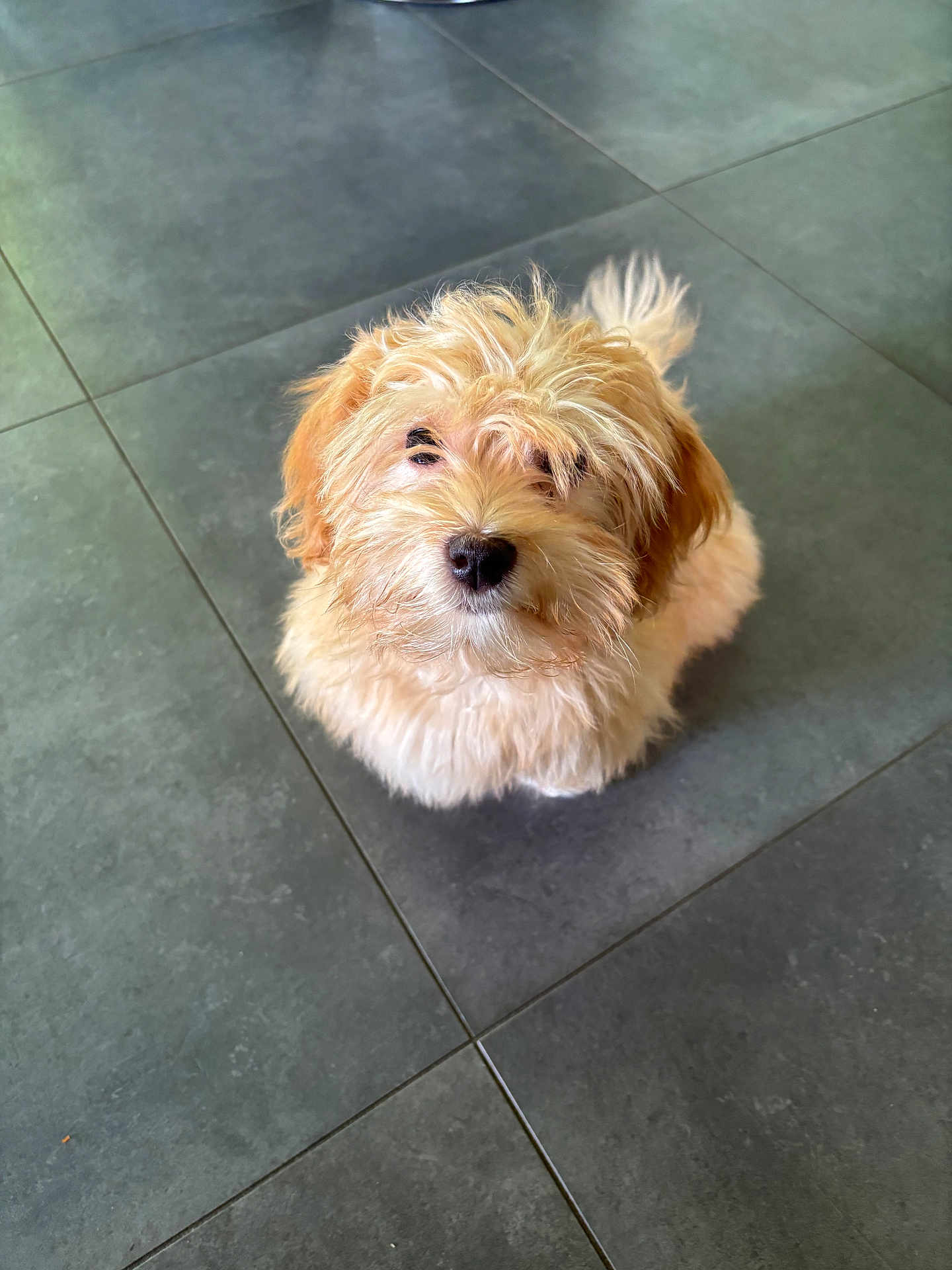 Alpine a rejoint le concours — aidez-le/la à gagner de superbes lots ! puppy, dog, fluffy, cream_colored, sitting, curious, pet, indoor, tile_floor, young_dog, cute, adorable, fur, animal, companion, looking_up, small_dog, domestic_animal, friendly, portrait