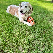 Penny is registered to the contest to win money with this photo: dog, grass, outdoor, toy, happy, pet, animal, playful, nature, canine, summer, tongue_out, greenery, sunlight, laying_down, chew_toy, ears, fur, daytime, relaxed