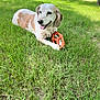 dog, grass, outdoor, toy, happy, pet, animal, playful, nature, canine, summer, tongue_out, greenery, sunlight, laying_down, chew_toy, ears, fur, daytime, relaxed