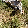 dog, grass, sunlight, outdoor, pet, playful, relaxed, canine, nature, animal, summer, paw, fur, lying_down, happy, backyard, daytime, mammal, cheerful, resting