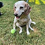 dog, tennis_ball, grass, outdoor, pet, playing, happy, animal, sitting, tongue_out, ears, cute, friendly, blurred_background, sunlight, nature, canine, summer, daytime, fun