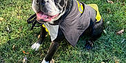 Astro joined the competition — help win amazing prizes! animal, batman, black_and_white, boston_terrier, cape, costume, cute, daytime, dog, ears_up, grass, happy, leaf, nature, outdoor, pet, playful, sitting, sunlight, tongue_out