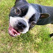 Astro joined the competition — help win amazing prizes! dog, boston_terrier, black_and_white, close_up, tongue_out, grass, outdoor, pet, canine, happy, playful, animal, cute, ears, face, mouth, nose, fur, expression, head_tilt