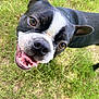 dog, boston_terrier, black_and_white, close_up, tongue_out, grass, outdoor, pet, canine, happy, playful, animal, cute, ears, face, mouth, nose, fur, expression, head_tilt