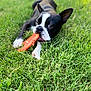 Astro is registered to the contest to win money with this photo: dog, puppy, boston_terrier, grass, toy, chewing, playful, pet, outdoor, animal, cute, black_and_white, canine, young_dog, nature, summer, lawn, close_up, laying_down, adorable