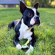 Astro joined the competition — help win amazing prizes! dog, black_and_white, grass, leaf, outdoor, pet, animal, nature, lying_down, curious, close_up, sunlight, ears, muzzle, paws, greenery, background_blur, daylight, canine, portrait