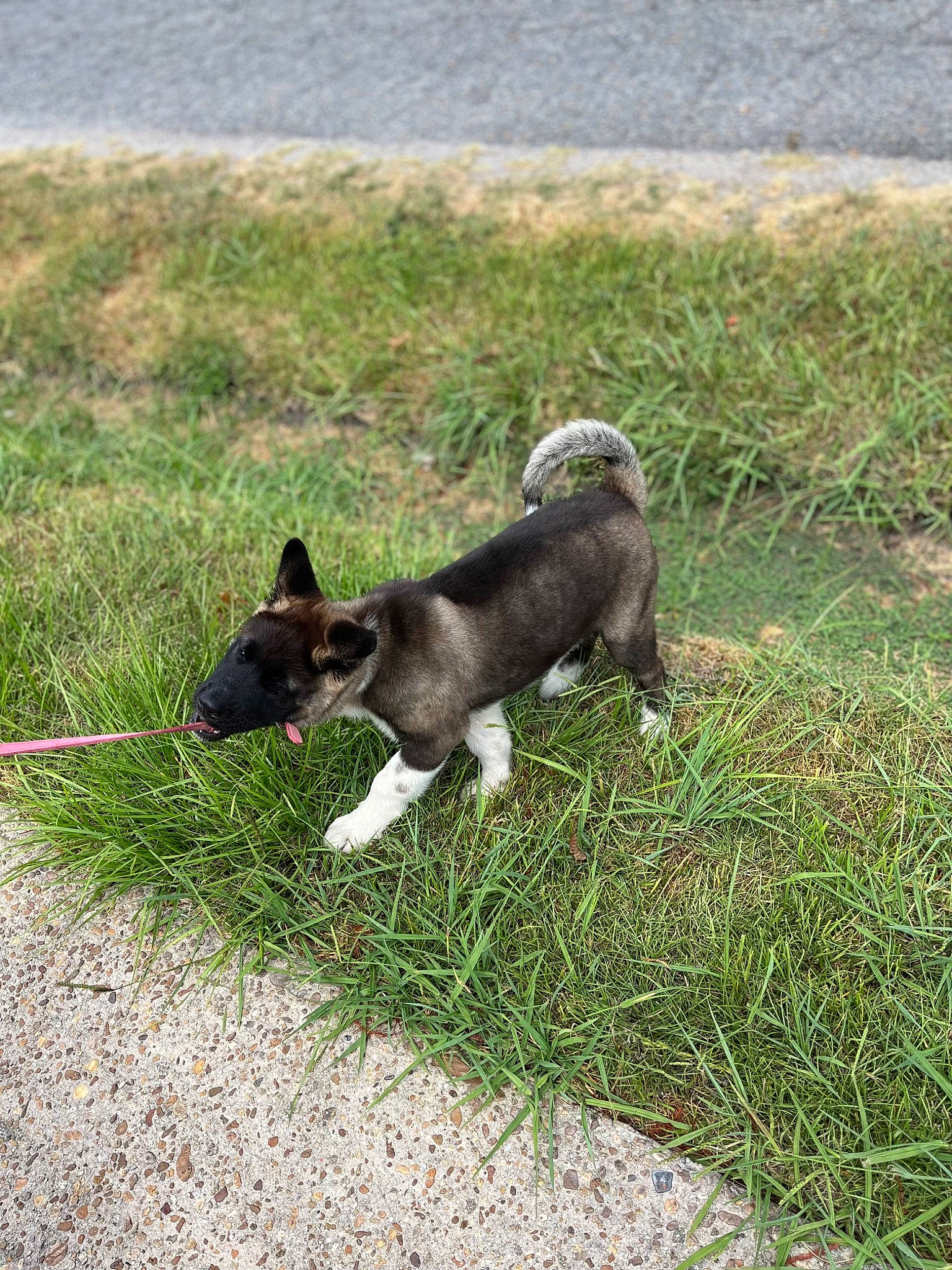 Chef joined the competition — help win amazing prizes! australian_cattle_dog, canidae, carnivore, collar, companion_dog, dog, dog_breed, grass, grassland, groundcover, herding_dog, hunting_dog, non_sporting_group, snout, sporting_group, tail, terrestrial_animal, terrier, working_animal, working_dog