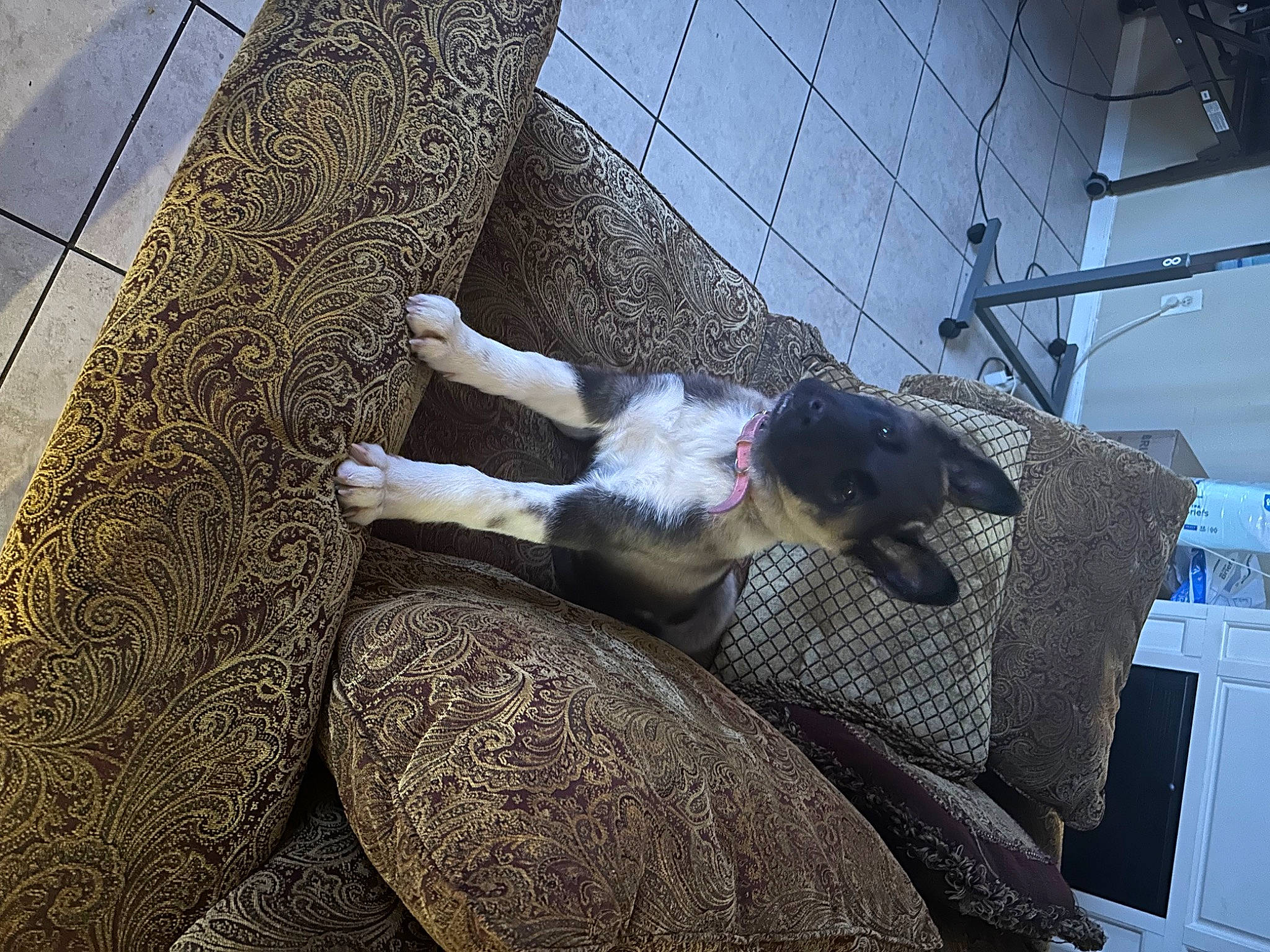 Chef is registered to the contest to win money with this photo: carnivore, comfort, companion_dog, couch, dog, dog_breed, flooring, fur, linens, living_room, room, sitting, sporting_group, studio_couch, tail, tree, wood