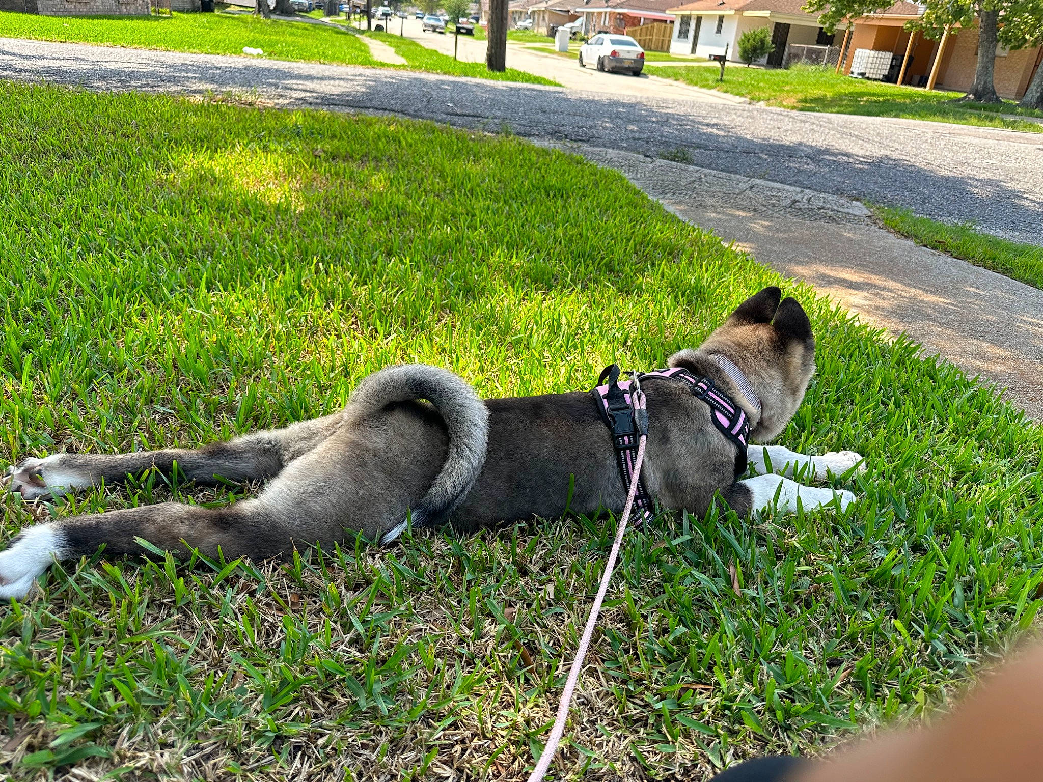 Chef joined the competition — help win amazing prizes! bicycle_handlebar, canidae, carnivore, collar, companion_dog, dog, dog_breed, grass, grass_family, grassland, groundcover, leash, mammal, pasture, plant, sidewalk, sporting_group, tail, terrestrial_animal, tree