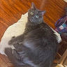 animal, cat, cozy, curious, cushion, domestic_cat, feline, flooring, fluffy, gray_cat, indoor, looking_up, mammal, pet, relaxed, striped, tail, whiskers, wide_eyes, wooden_floor