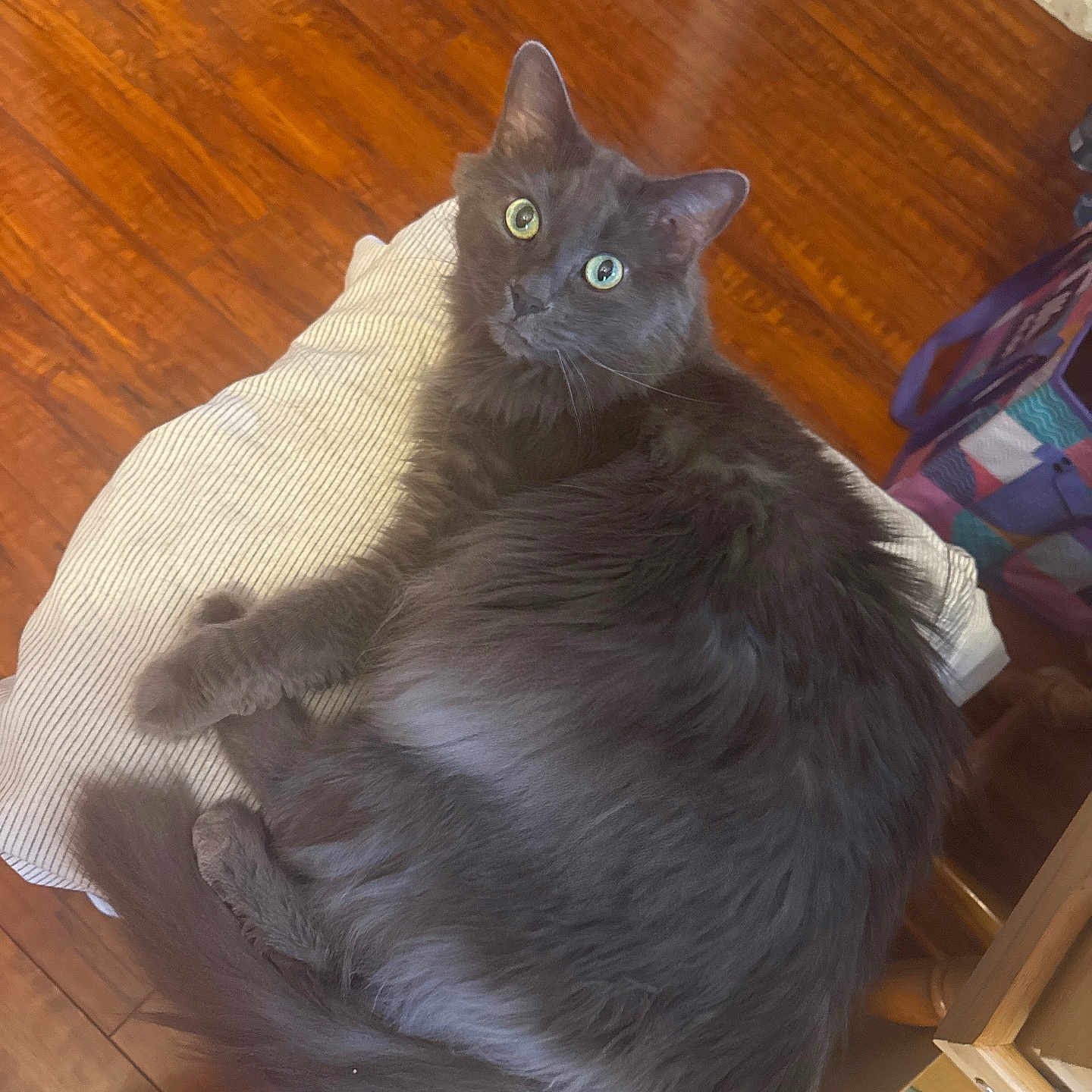 Zeno