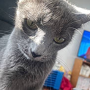 Stormy is registered to the contest to win money with this photo: animal_face, blurred_background, cat, close_up, cozy, curious, cute, domestic_animal, feline, fur, gray_cat, green_eyes, household, indoor, looking_down, pet, portrait, soft_light, whiskers
