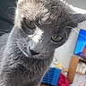 animal_face, blurred_background, cat, close_up, cozy, curious, cute, domestic_animal, feline, fur, gray_cat, green_eyes, household, indoor, looking_down, pet, portrait, soft_light, whiskers