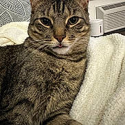 Beau is registered to the contest to win money with this photo: cat, tabby_cat, pet, animal, feline, tongue_out, close_up, indoor, blanket, soft_texture, relaxed, cozy, whiskers, ears, fur, cute, cheeky, resting, household, comfort